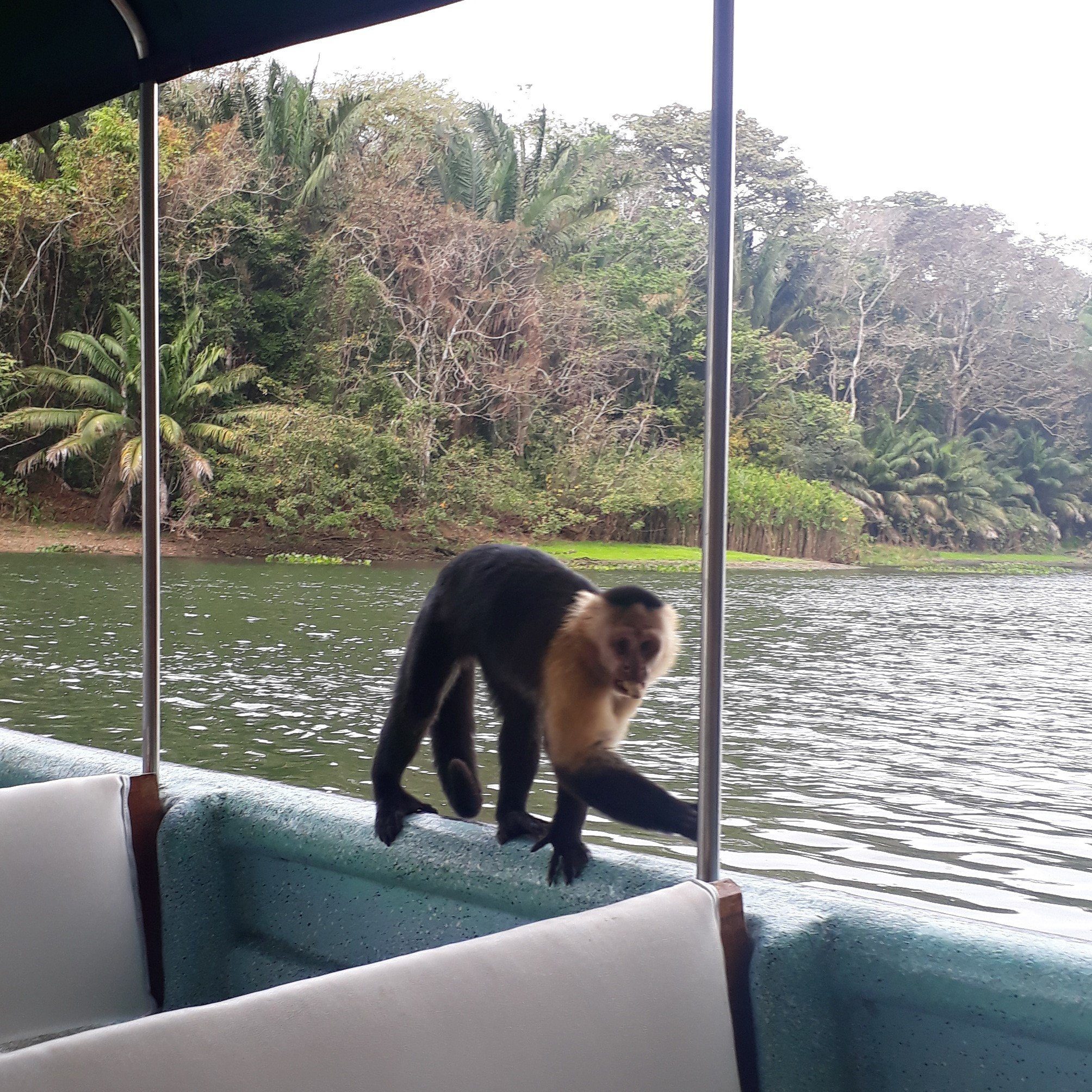 Isla de los Monos — Gamboa